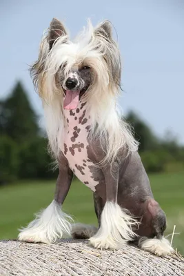 Порода собак Китайская хохлатая: описание, особенности и характер породы |  Hill's