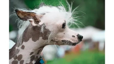 Лысая собака с волосами - 62 фото