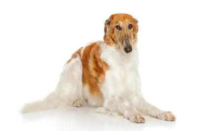 Игрушка декоративной породы собаки русская Стоковое Фото - изображение  насчитывающей красивейшее, прелестное: 94212718