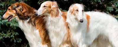 Русская гончая (Russian Piebald hound) - это выносливая и любознательная  порода собак. Описание, фото, отзывы.