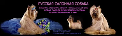 Русские Салонные Собаки (Русалочки) 2024 | ВКонтакте