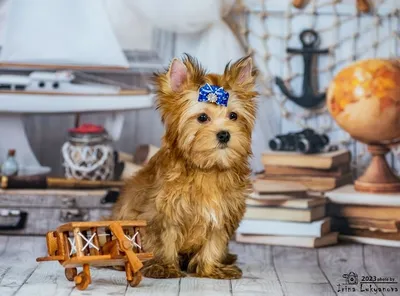 Русская салонная собака: описание породы, стоимость щенков, отличие от  Йорка, отзывы владельцев, цена и фото