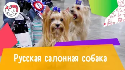 Русская салонная собака, Природа 3D модель для ЧПУ: STL / MAX (obj)