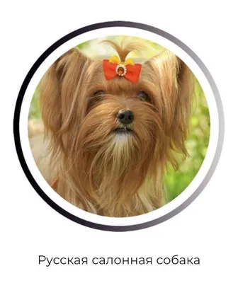 Русская салонная собака – фото, описание, отличие от йорка, цена