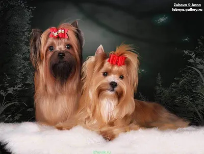 Продать щенка - Русская салонная собака рыжего окраса - Пенза | TopDog -  Международные выставки собак