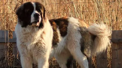 Московская сторожевая собака - фото, цена, описание, видео