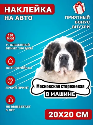 Пропала собака Мальчик, Московская сторожевая, Красносельское шоссе |  Pet911.ru