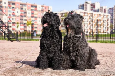 В России 2019 год объявлен Годом национальных пород собак - ЗооТверь -  Тверской справочно - информационный портал для любителей животных