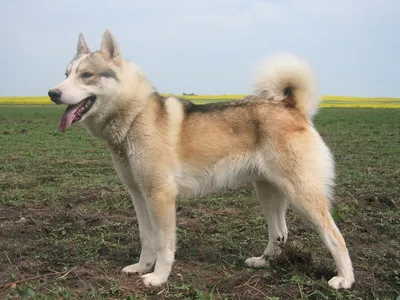 Русские породы собак | Toiio | Дзен