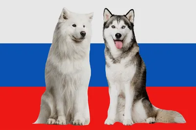 Русский той - это очень активная, игривая и любящая шалости, порода собак.