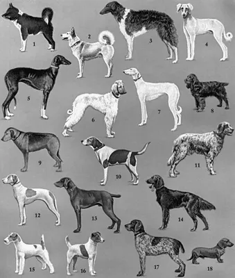 Иллюстрация Русские породы собак в стиле графика | Illustrators.ru