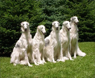 Русские породы собак: список с названиями, описаниями, фотографиям