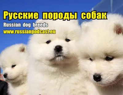 6 пород собак, выведенных в России