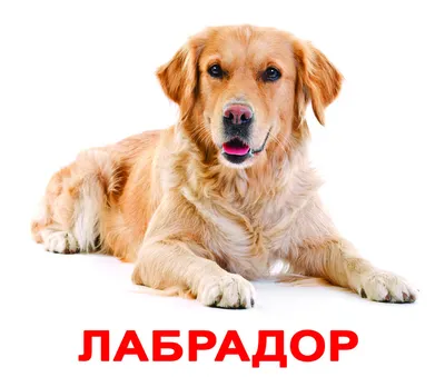 Русская псовая борзая - фото, цена, описание, видео