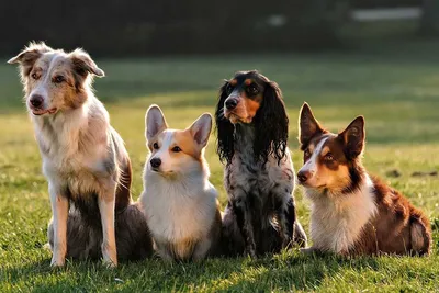 Корги впервые вошли в тройку самых популярных пород собак в России |  Sobaka.ru