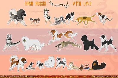 Породы собак с фотографиями и названиями для детей | Детское развивающее  видео для малышей - YouTube
