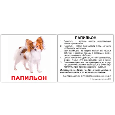 Русские большие карточки: Породы собак (ламинированные) - Купить в Украине  | БАВА