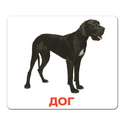 Русские породы собак — породы, выведенные в России