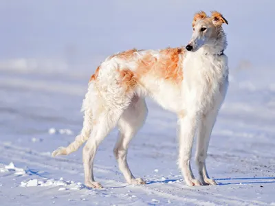 Русская псовая борзая (Borzoi) - это преданная и величественная порода собак.  Описание, фото и отзывы.