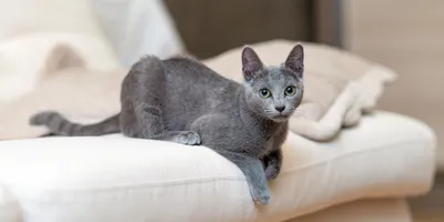 Русский голубой кот фото 