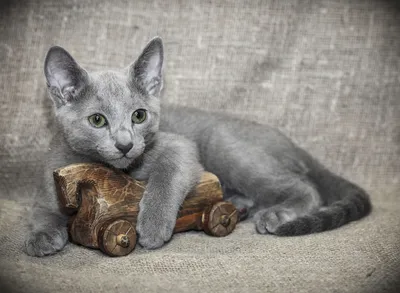 Русская голубая кошка - добрая и ласковая, однако наделена высоким  интеллектом, что иногда делает её поведение достаточно своеобразным.