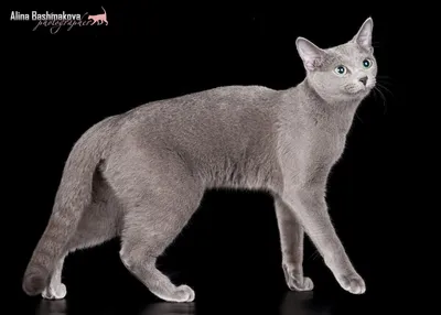 Русские голубые кошки - фото и описание (характер, уход и кормление)