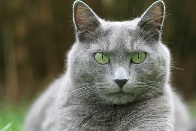 Русский голубой кот фото фотографии
