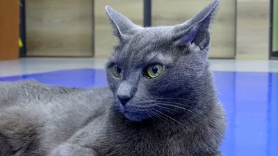 Породы кошек: русская голубая. Как ее вывели, характер животного | Высоцкая  Life