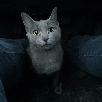 Найден русский голубой кот возле 93-95 дома на Ветеранов. | Pet911.ru