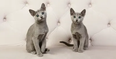 Почему так популярная русская голубая кошка: особенности породы, фото,  характер, здоровье