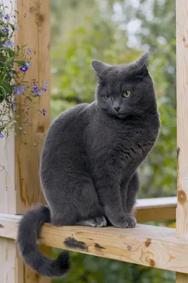 Порода кошки русская голубая кошка: характеристики, фото, характер, правила  ухода и содержания - Petstory