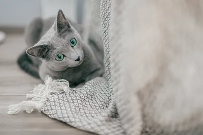 Русский голубой кот – купить в Саратове, бесплатно, продано 4 октября 2017  – Кошки