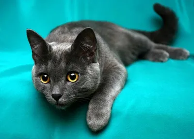 Бесплатные Русский голубой кот 2 стоковые фотографии | FreeImages