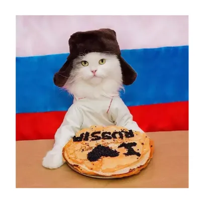 Настоящий Русский Кот - какой он? | Дневник кота Васи | Дзен