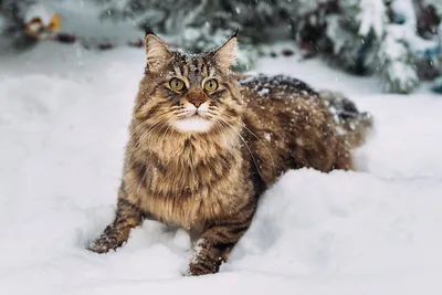 Чем русский кот отличается от американского кота | Приключения натуралиста  | Дзен