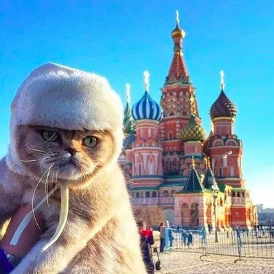 Схема вышивки «русский кот» (№536207) - Вышивка крестом