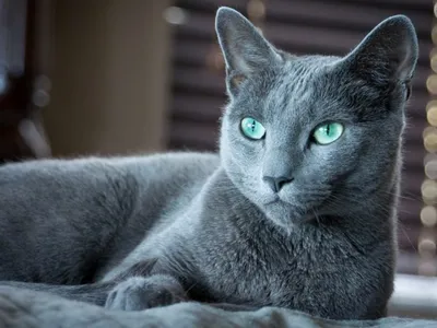 Продаются русские голубые котята из питомник Русских Голубых кошек Jolie  Preferee