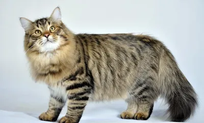 Такой большой, что путают с собакой: огромный русский кот Кефир стал  интернет-знаменитостью / Маяк. Сосновый Бор. Ленобласть.