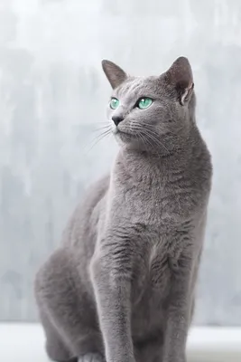 Знакомьтесь, Шлепа, большой русский кот: как домашний каракал покорил  соцсети