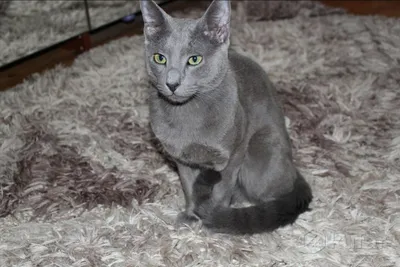 Серый русский кот стоковое изображение. изображение насчитывающей месяцы -  25544783