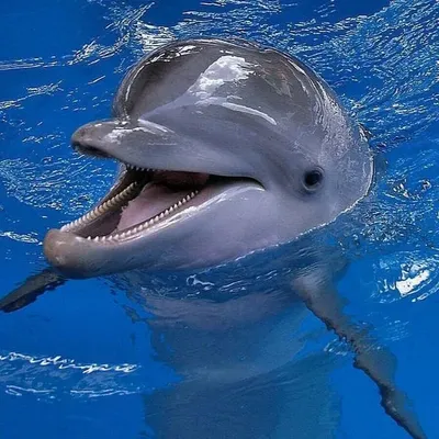 голубой дельфин подводный стоковое изображение. изображение насчитывающей  млекопитающие - 5674307
