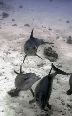 дельфин выпрыгивает из воды Стоковое Изображение - изображение  насчитывающей море, миролюбивый: 253487545