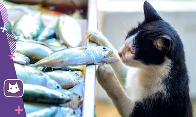 Дразнилка Великий Кот с кошачьей мятой \"Рыбка\" для кошек - купить в  Новосибирске по цене от 256 рублей в интернет-магазине Мокрый Нос с  доставкой