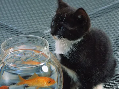 🐱Правда ли, что кошек нельзя кормить рыбой и почему | Нос, хвост, лапы |  Дзен