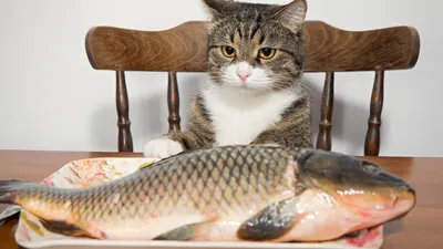 Рыба кот , эстетично, красиво, …» — создано в Шедевруме
