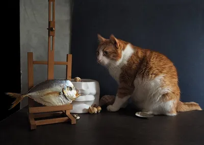Кот и рыба. Фотограф Vera Eremeeva