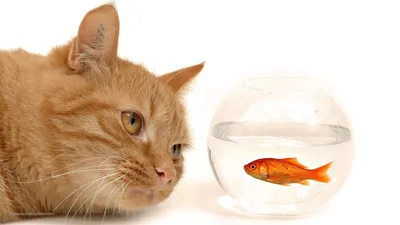 Чудо-юдо рыба кот рыбий пушистый …» — создано в Шедевруме