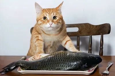 Игрушка для кота рыба, купить плюшевую рыбу 3D| Capsboard.com
