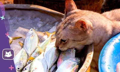Кот Спит Аквариуме Плавающей Рыбой Золотая Рыбка Аквариуме Милая Кошка  Векторное изображение ©luslana 432771538