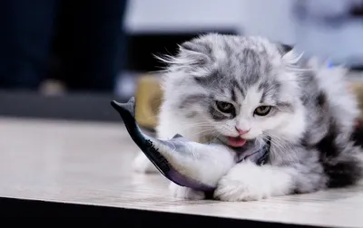 Холщовая океанская рыба, наполненная кошачьей мятой, износостойкая игрушка  для жевания кошек и китов для чистки зубов – лучшие товары в  онлайн-магазине Джум Гик